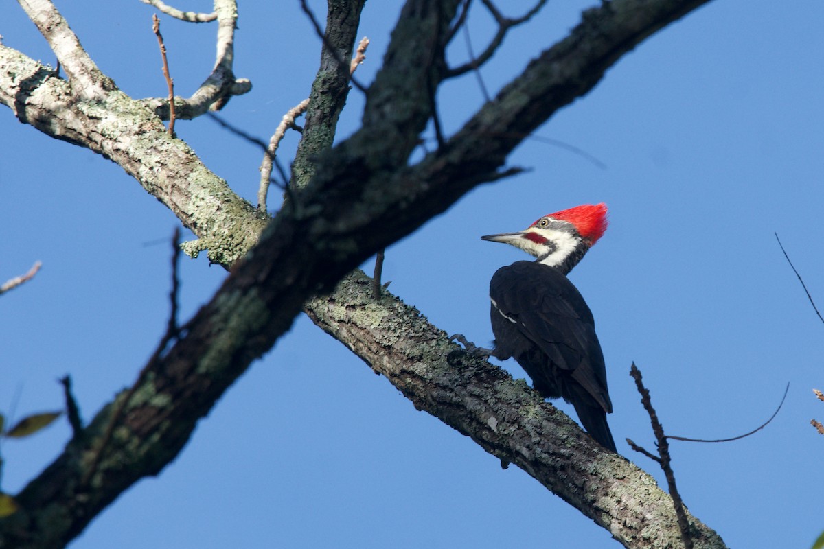Pileated Woodpecker - ML642939926