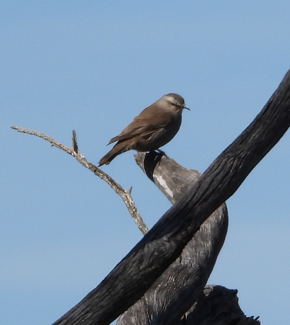 Brown Treecreeper - ML642939927