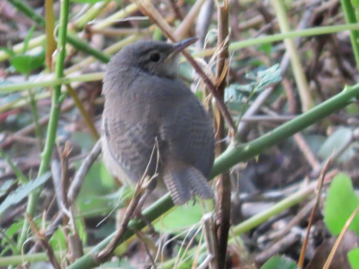 Southern House Wren - ML642939928