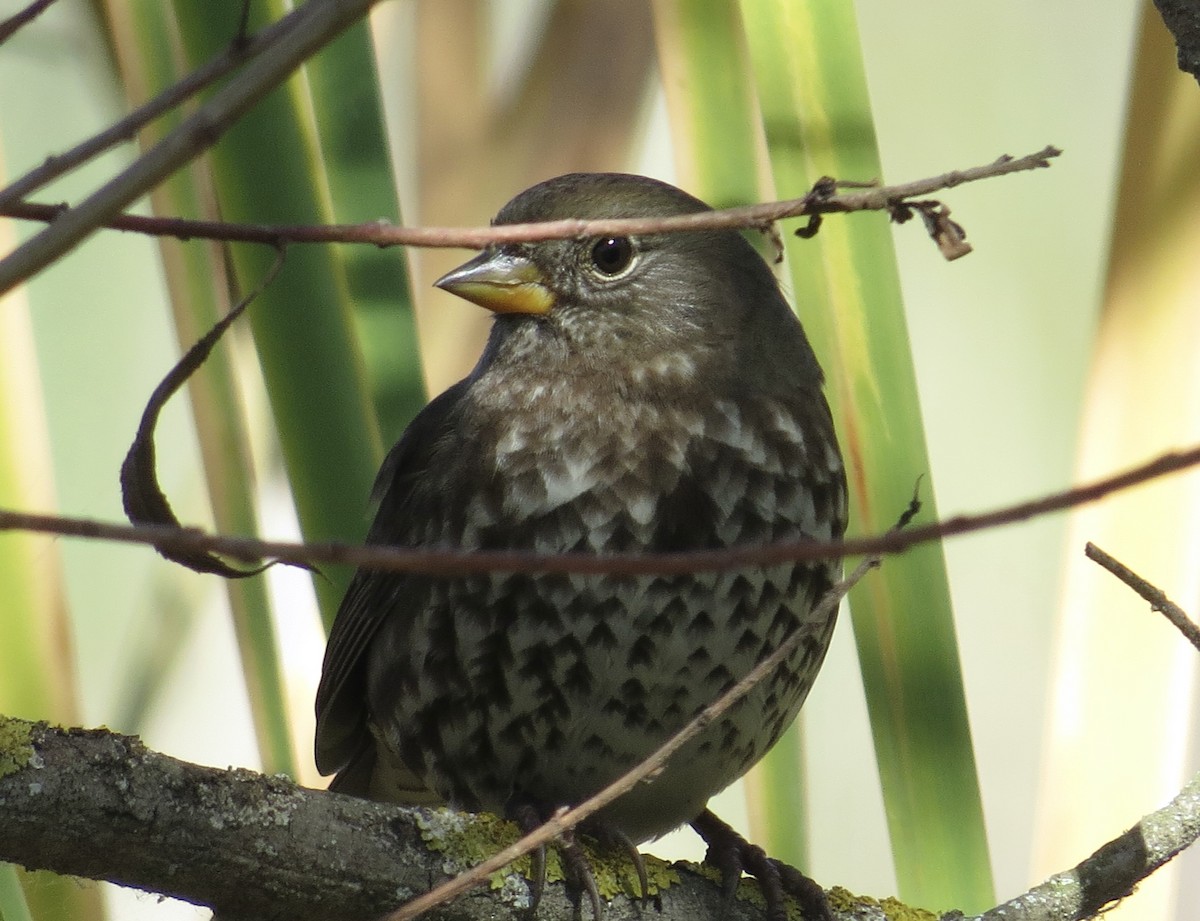 Fox Sparrow (Sooty) - ML642939930