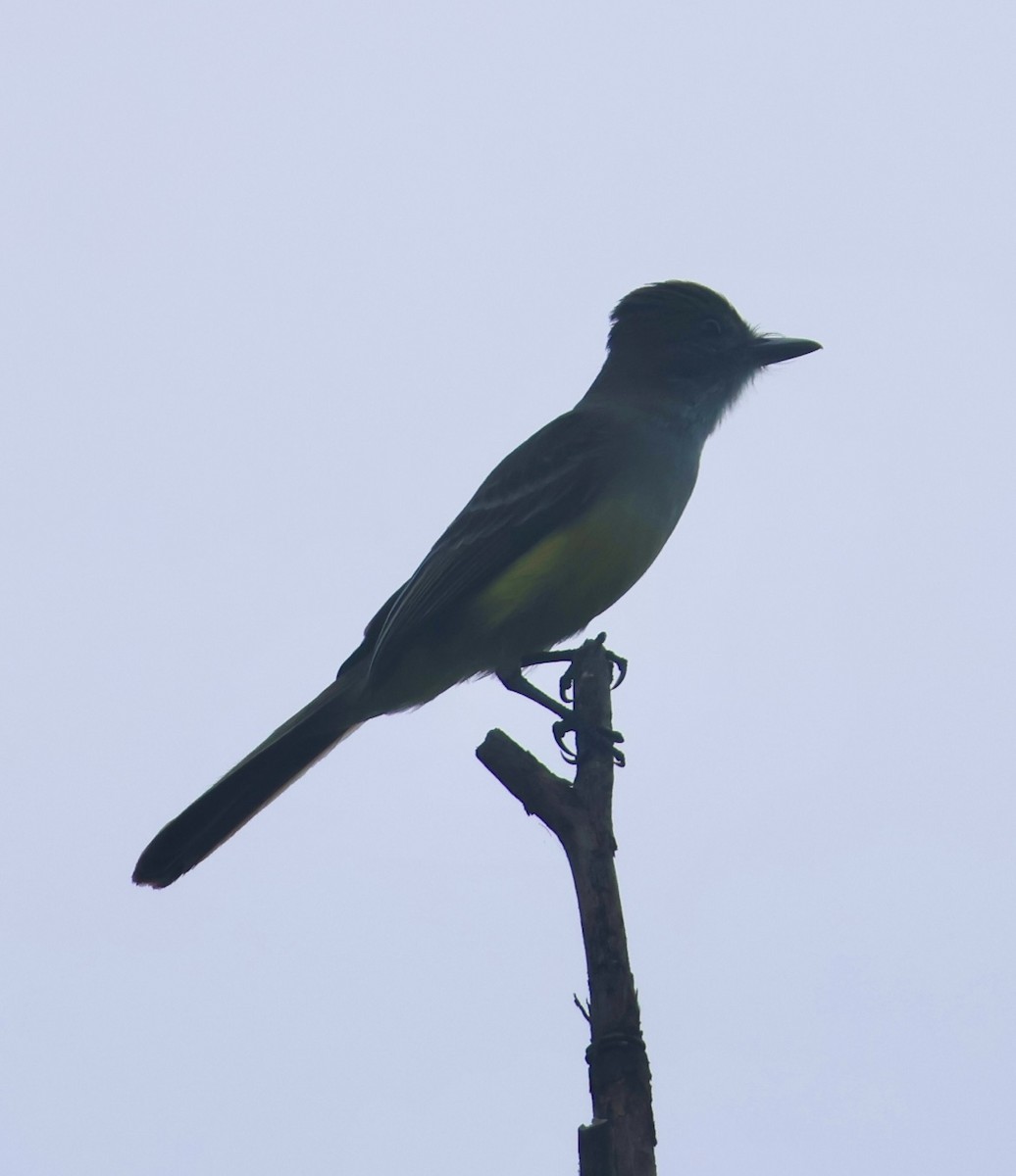 Short-crested Flycatcher - ML642939935
