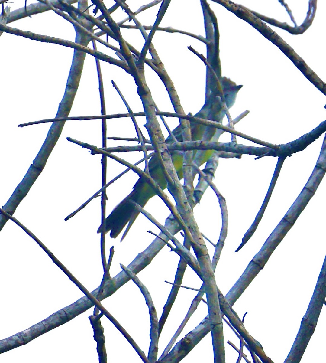 Short-crested Flycatcher - ML642939936