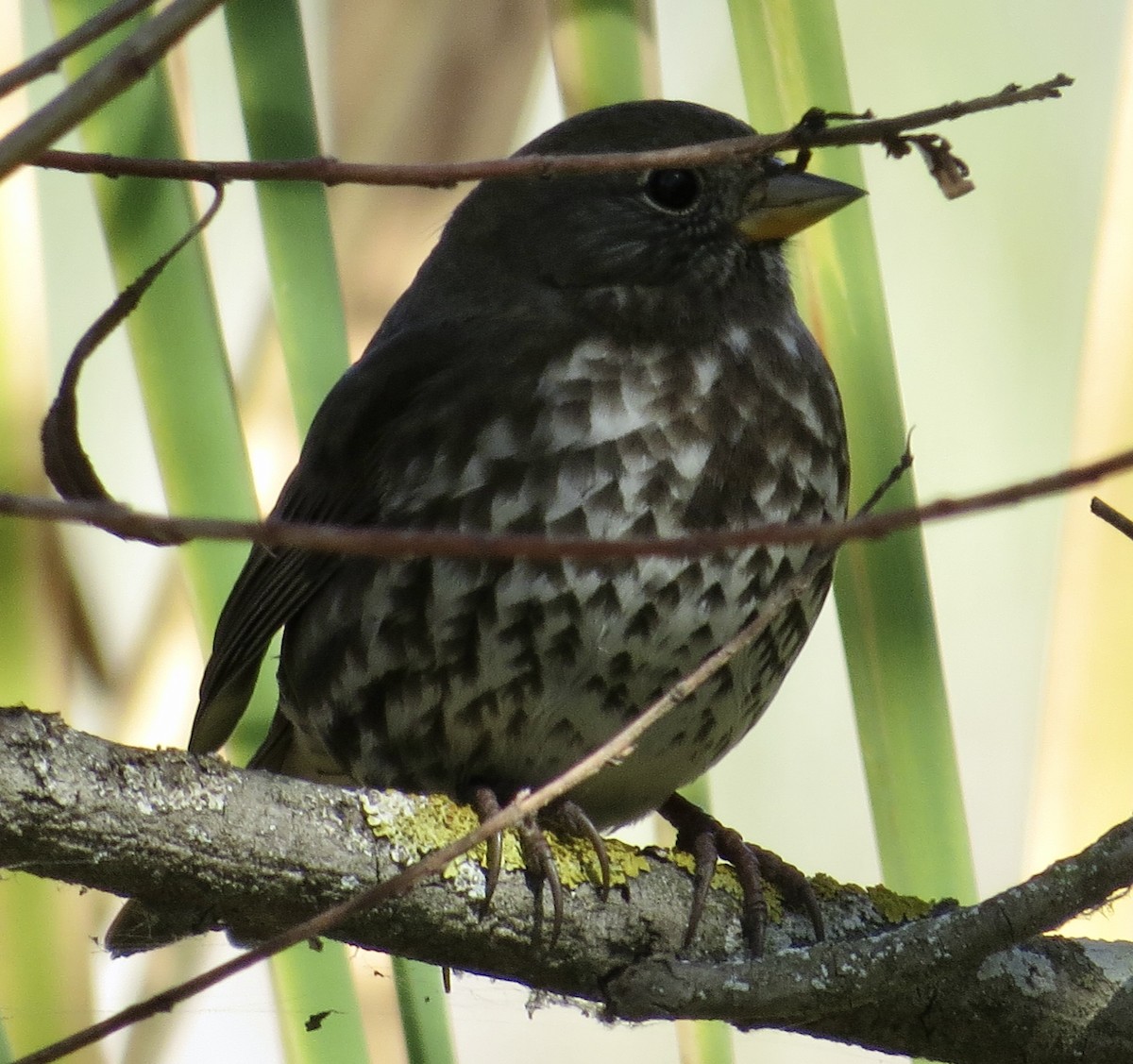 Fox Sparrow (Sooty) - ML642939937