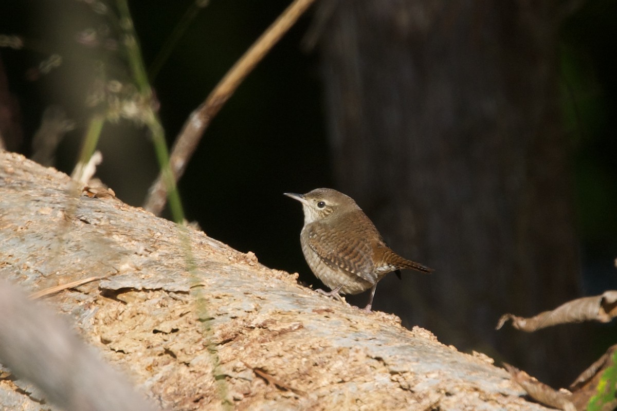 Northern House Wren - ML642939938
