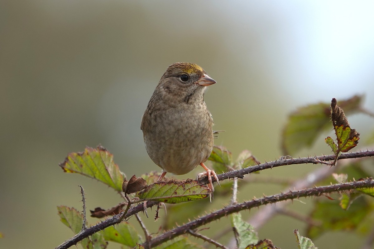 Golden-crowned Sparrow - ML642939946