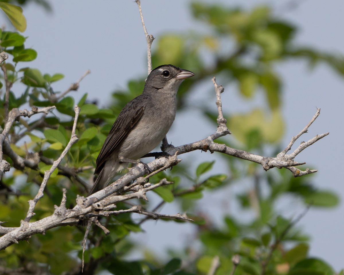 Olive-gray Saltator - ML642939953