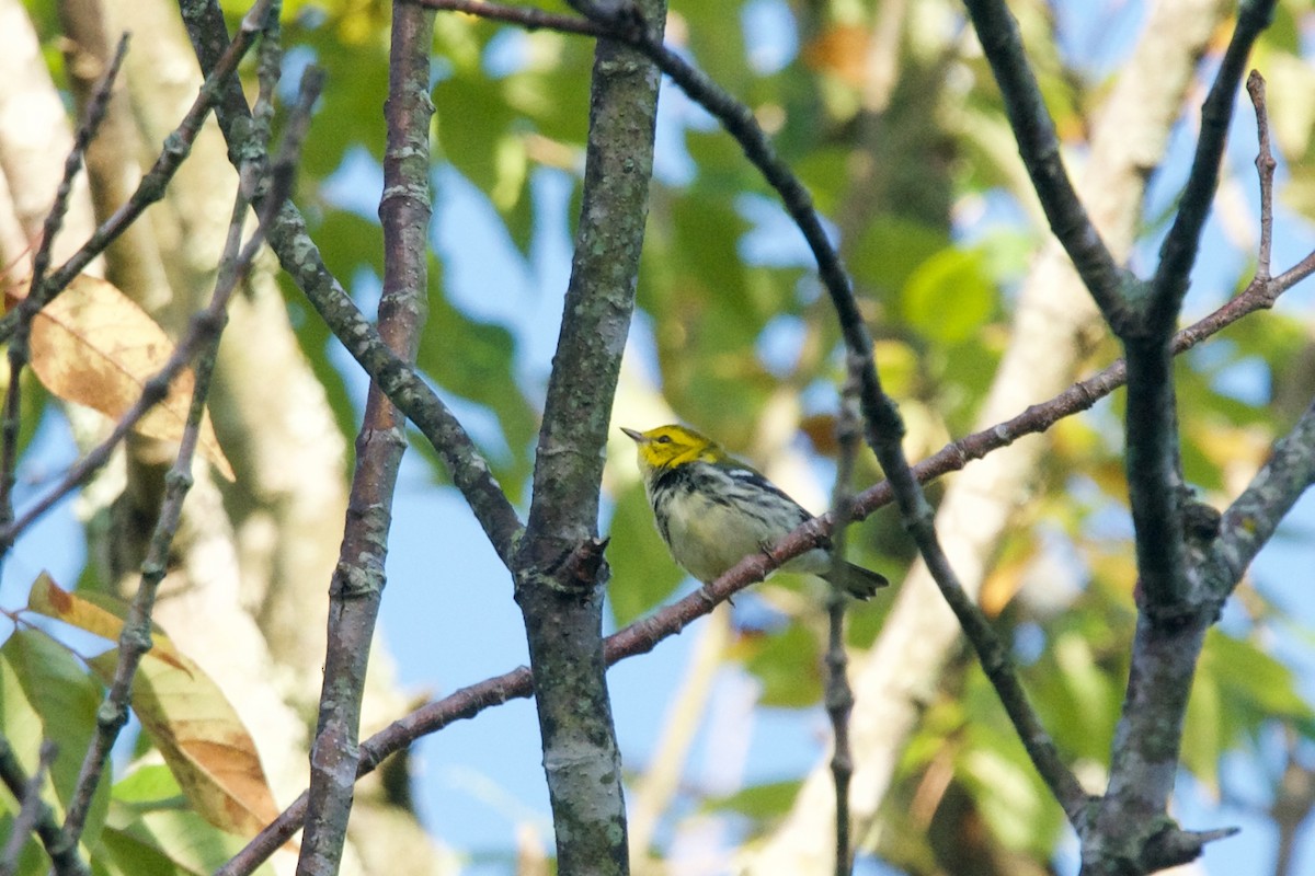 Black-throated Green Warbler - ML642939954