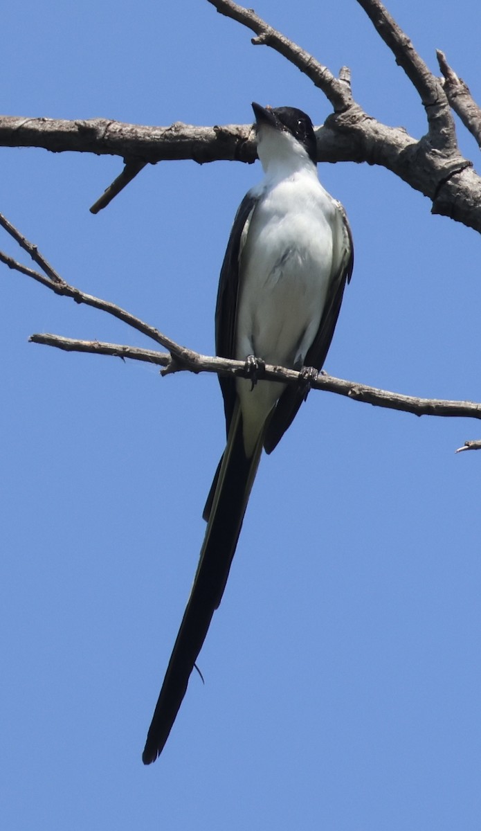 Fork-tailed Flycatcher - ML642939960