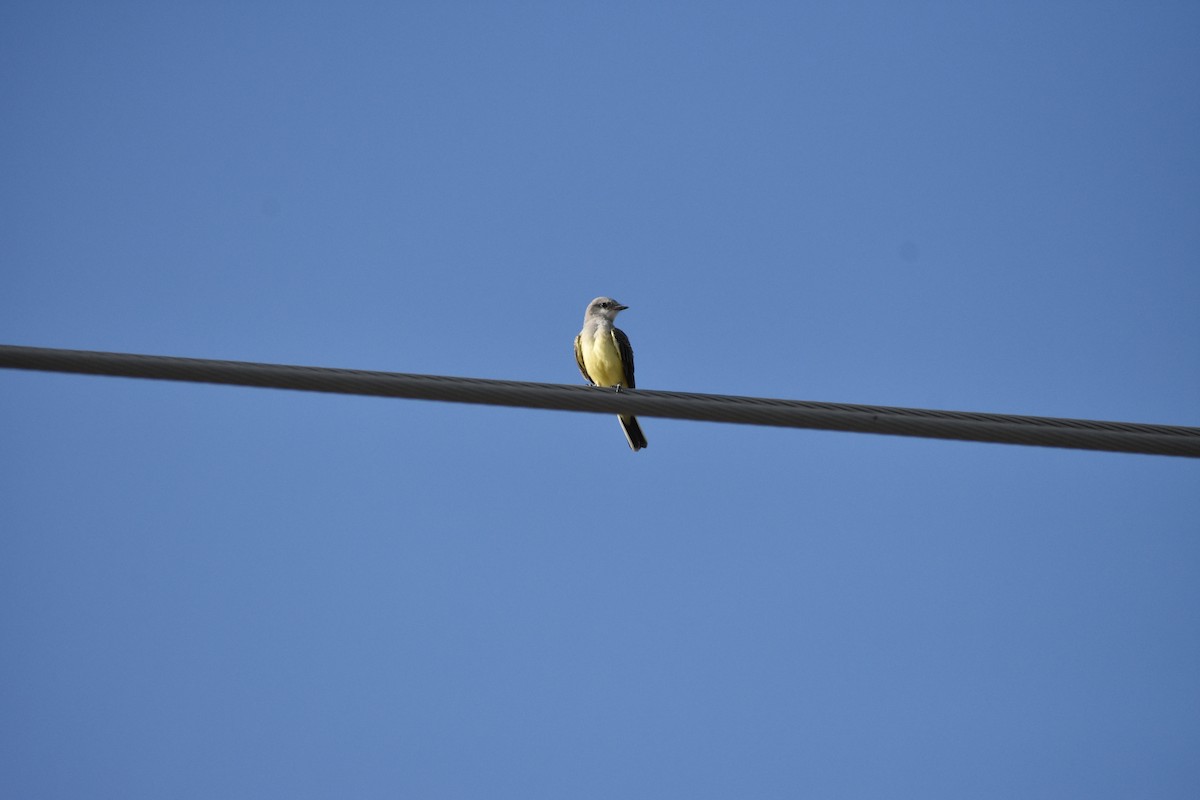 Western Kingbird - ML642939975