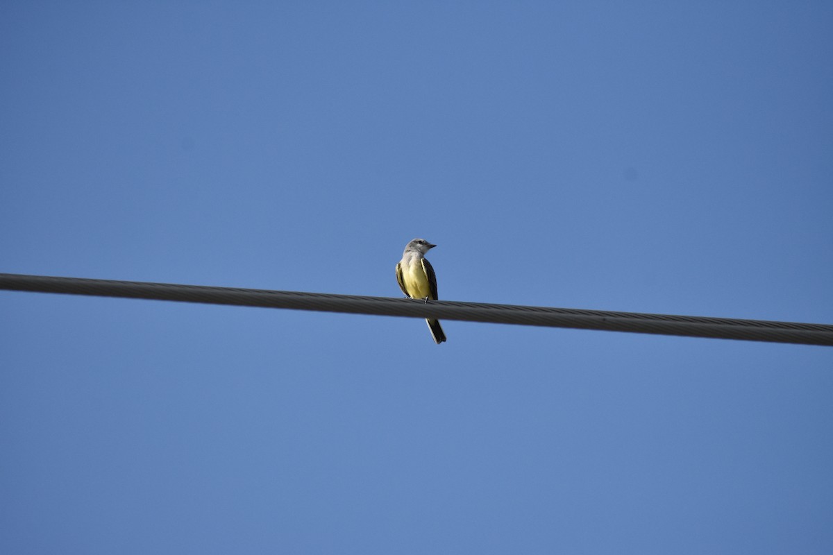 Western Kingbird - ML642939976