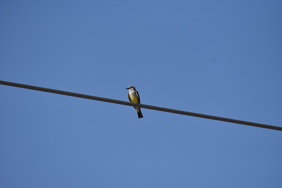 Western Kingbird - ML642939977