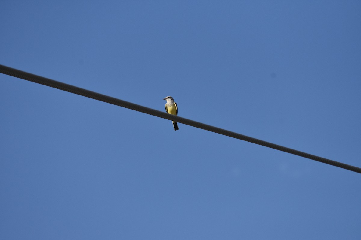 Western Kingbird - ML642939979