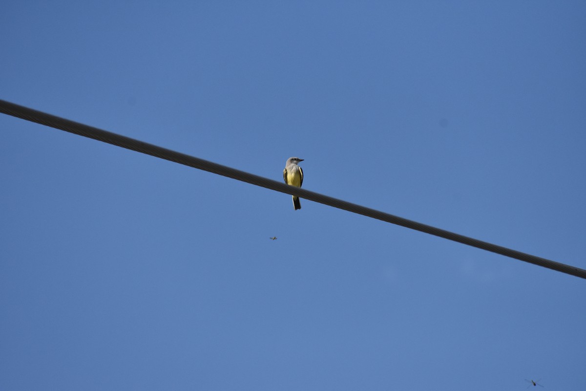 Western Kingbird - ML642939980