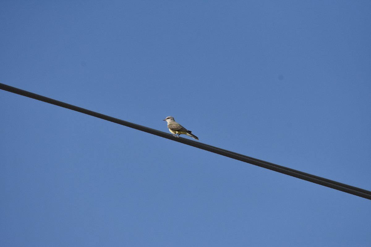 Western Kingbird - ML642939981