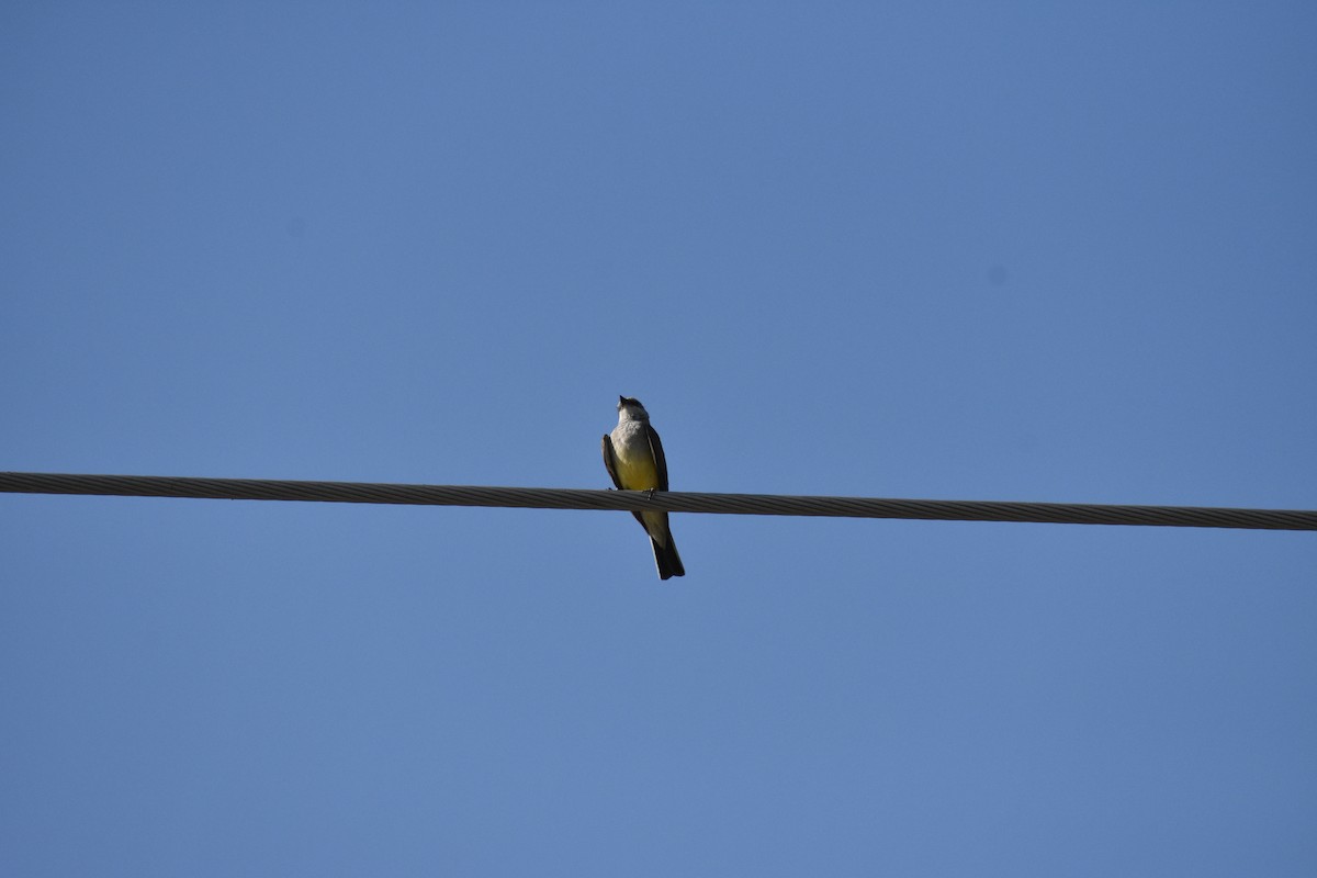 Western Kingbird - ML642939982