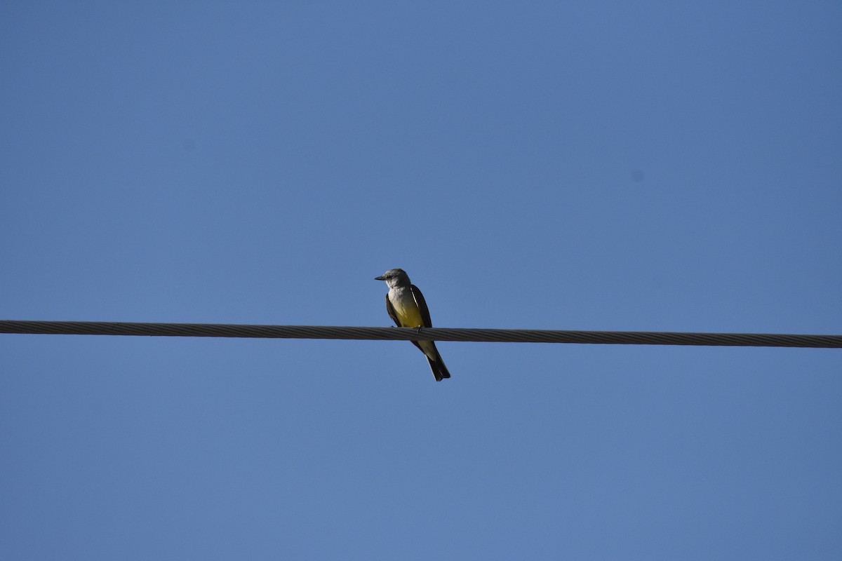 Western Kingbird - ML642939983