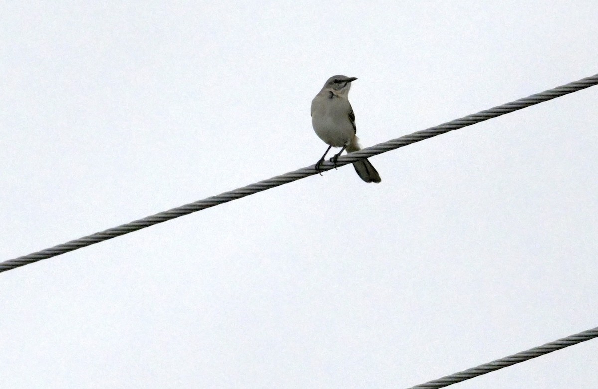 Northern Mockingbird - ML642939986