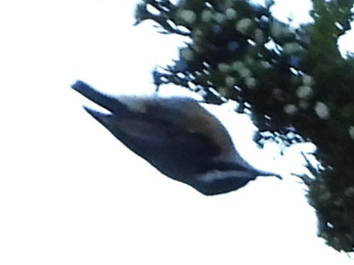 Red-breasted Nuthatch - ML642939987