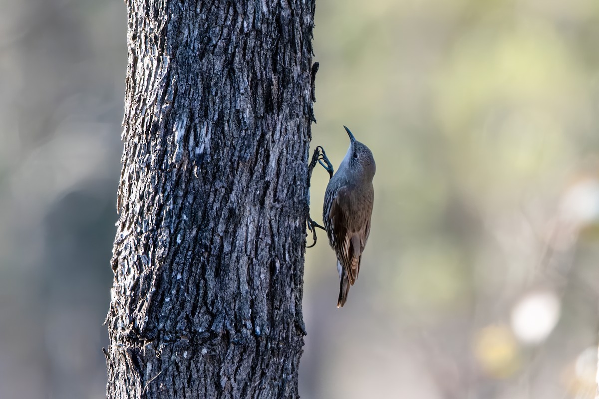 White-throated Treecreeper - ML642939988
