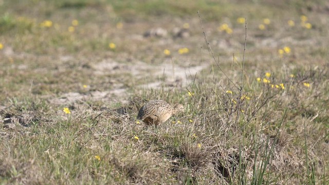 Spotted Nothura - ML642939993