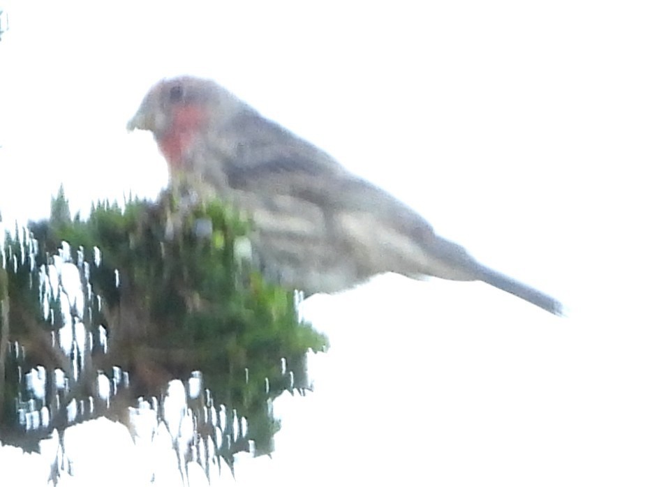 House Finch - ML642939994