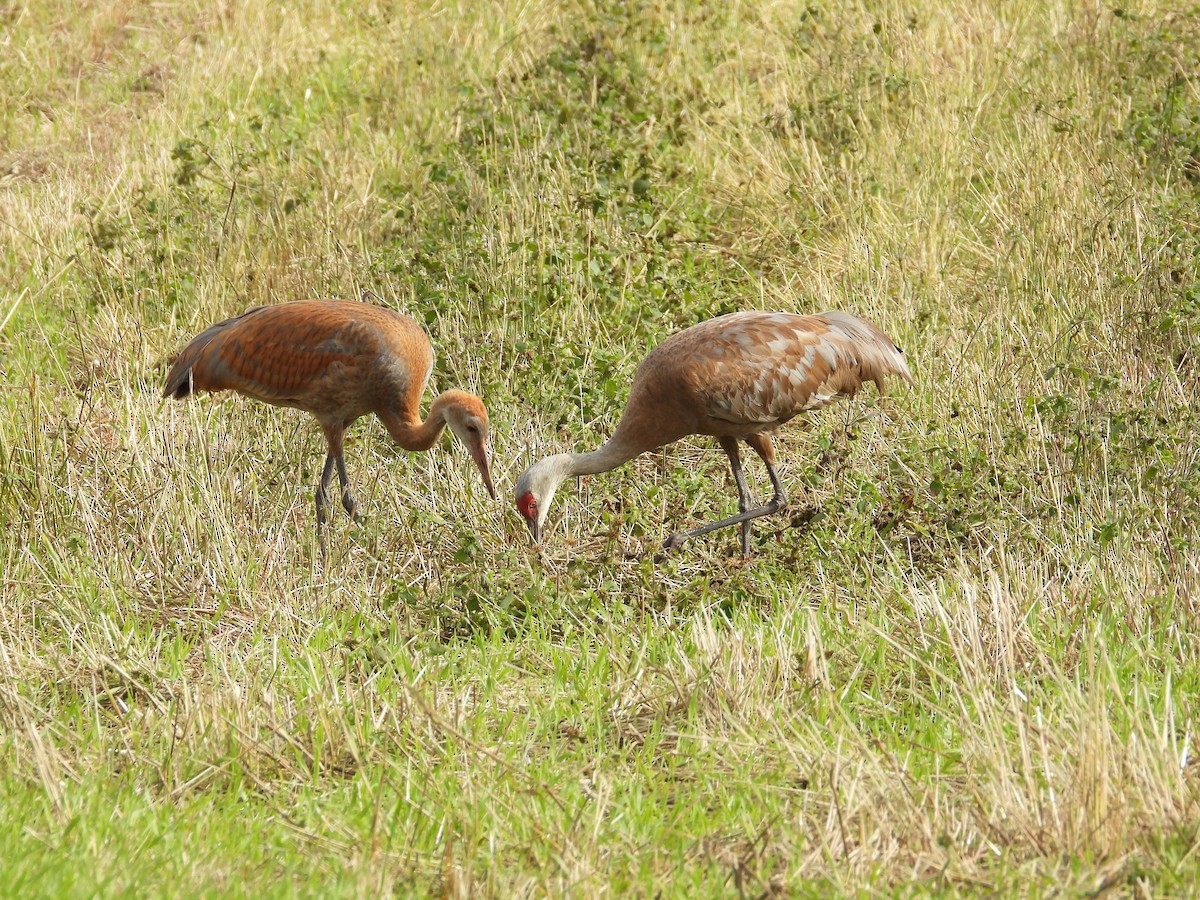 Sandhill Crane - ML642939995