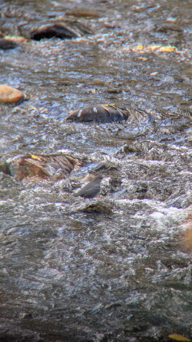 American Dipper - ML642939997