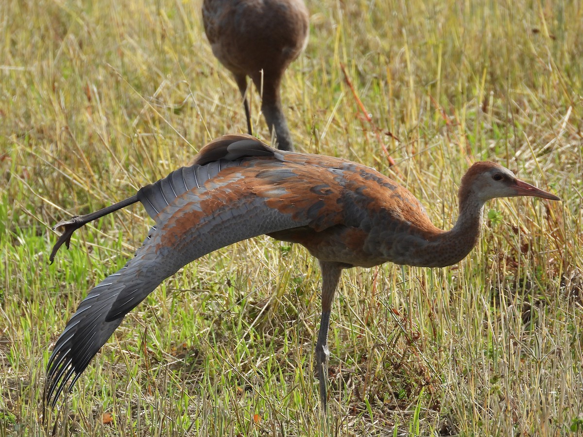 Sandhill Crane - ML642939998