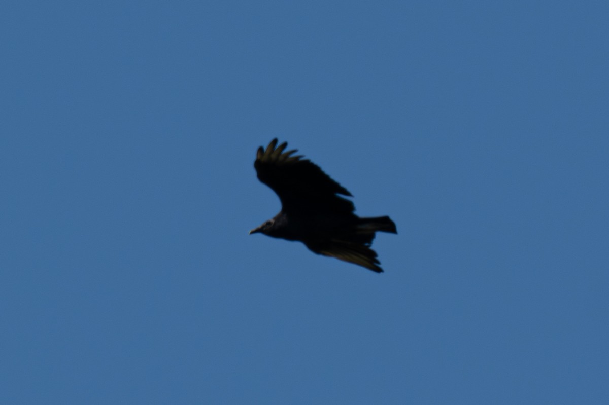 Black Vulture - ML642939999
