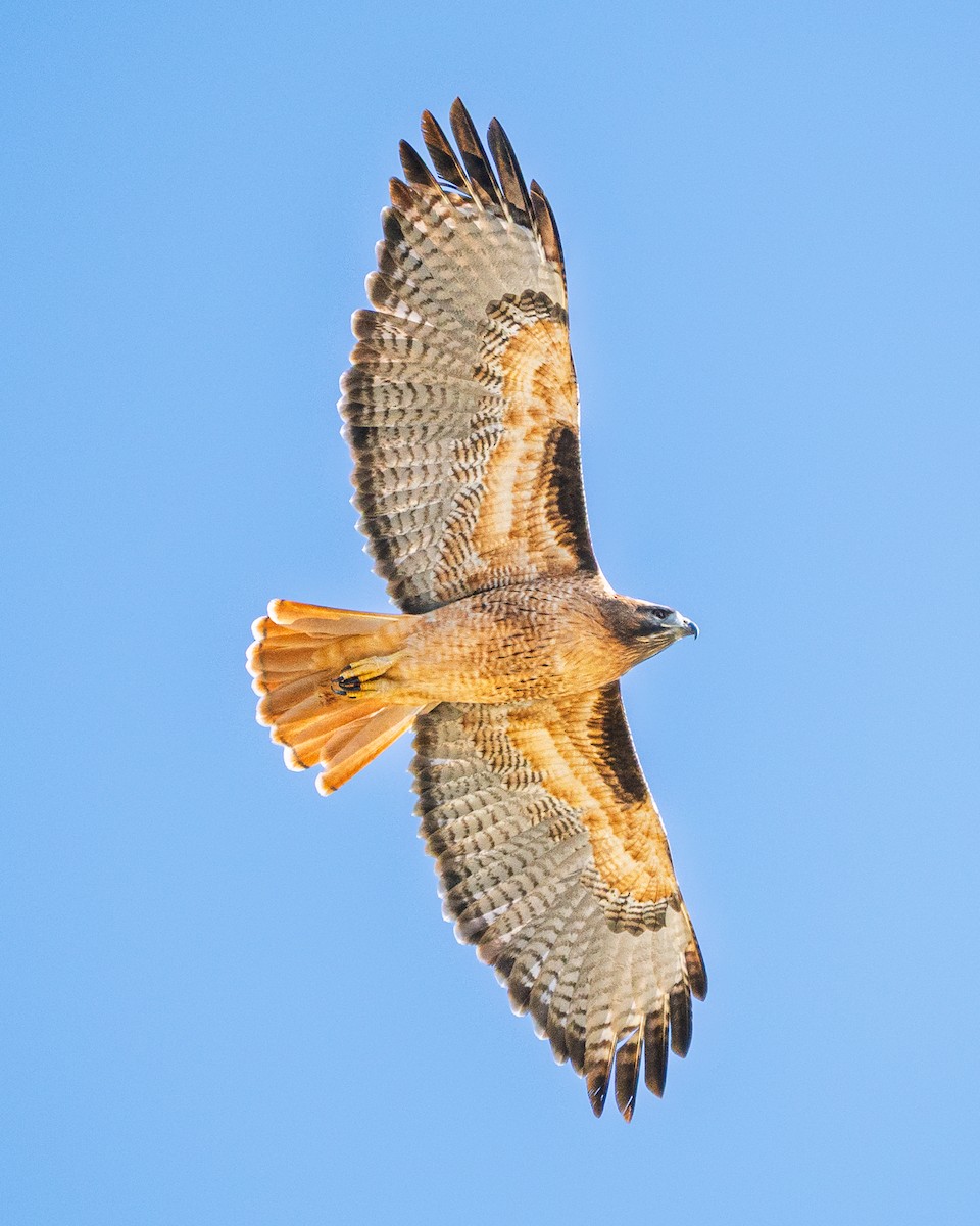 Red-tailed Hawk - ML642940000