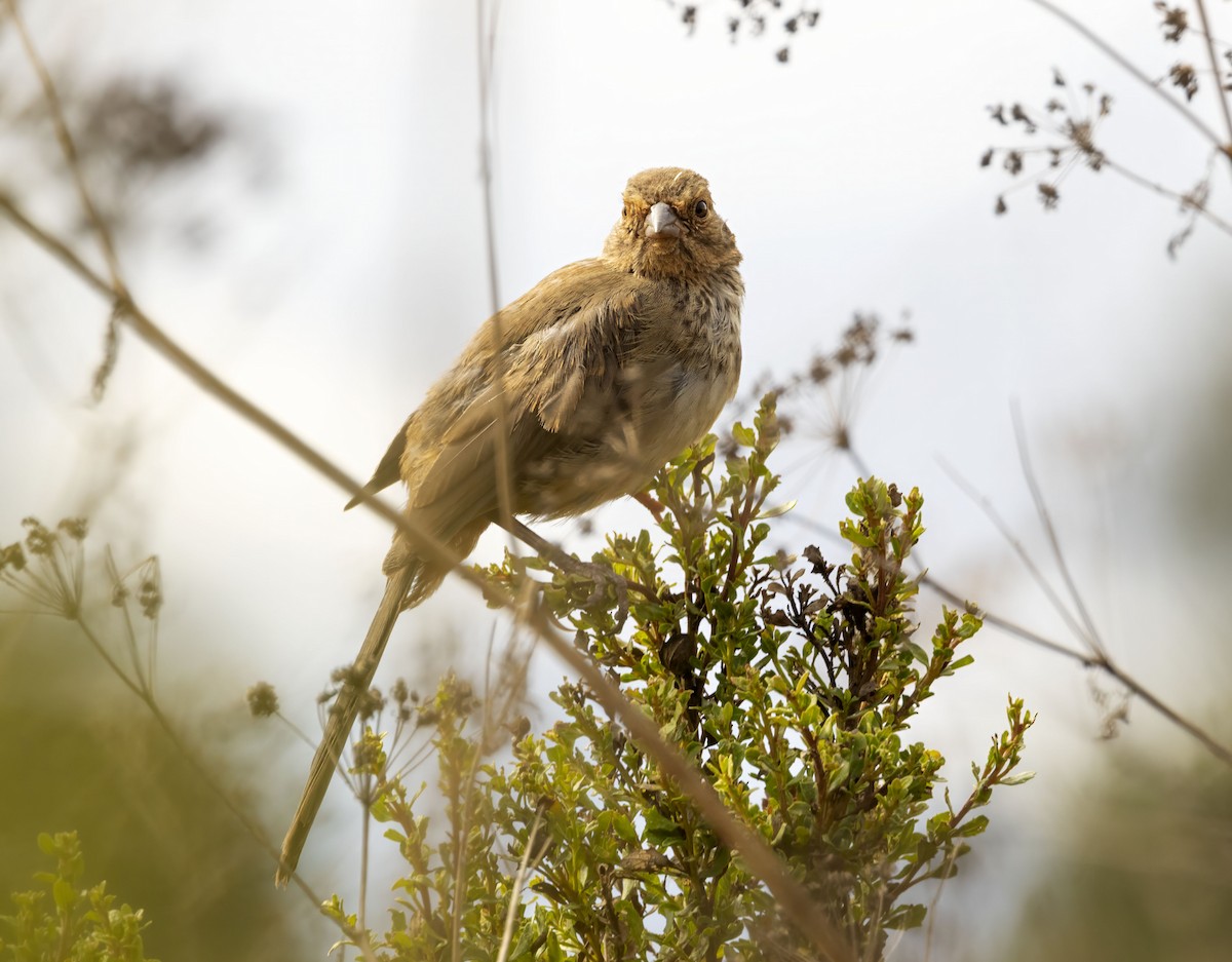 California Towhee - ML642940001