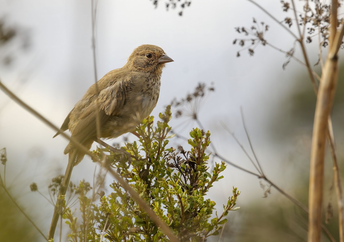 California Towhee - ML642940002