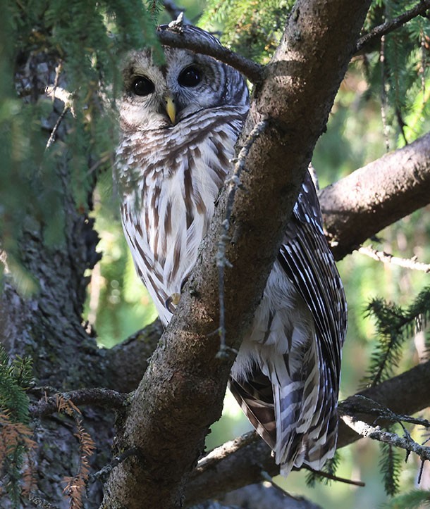 Barred Owl - ML642940010