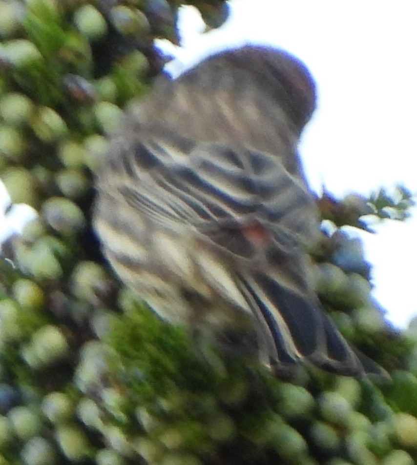 House Finch - ML642940013