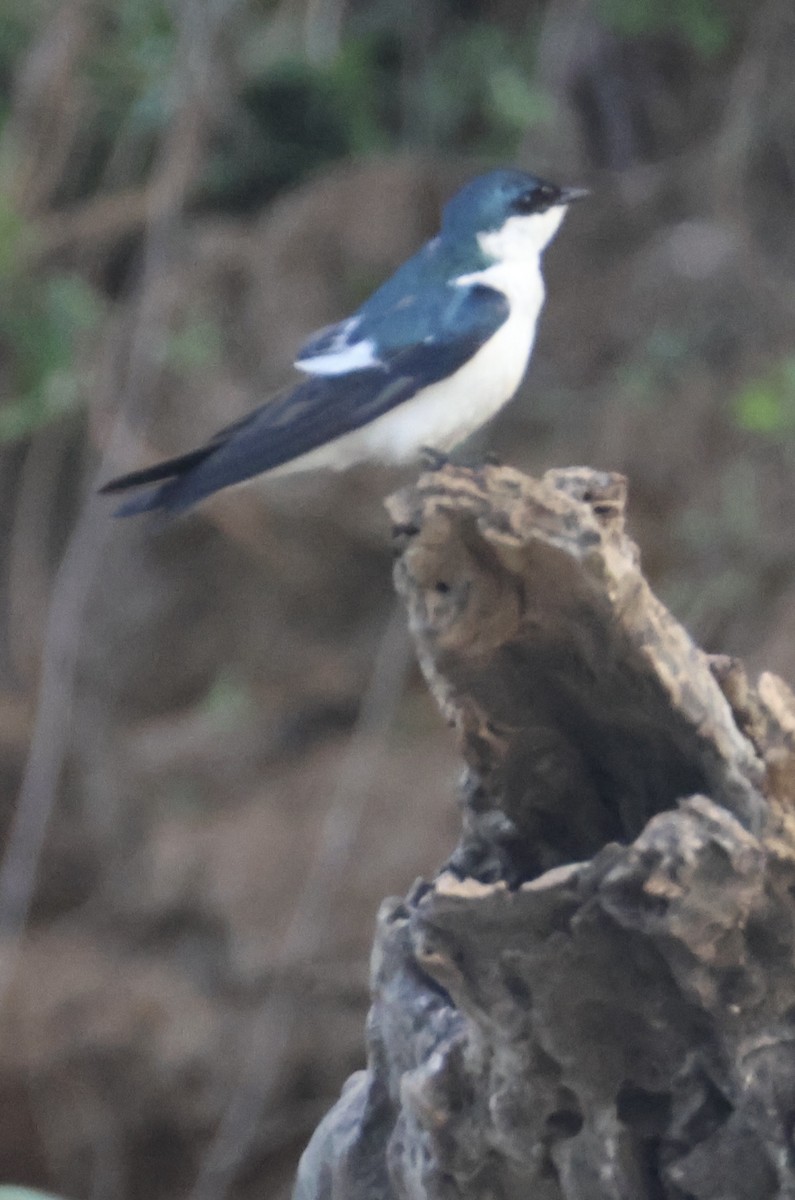 White-winged Swallow - ML642940014