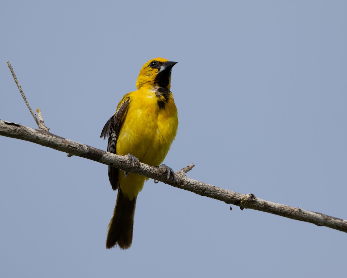 Yellow Oriole - ML642940016