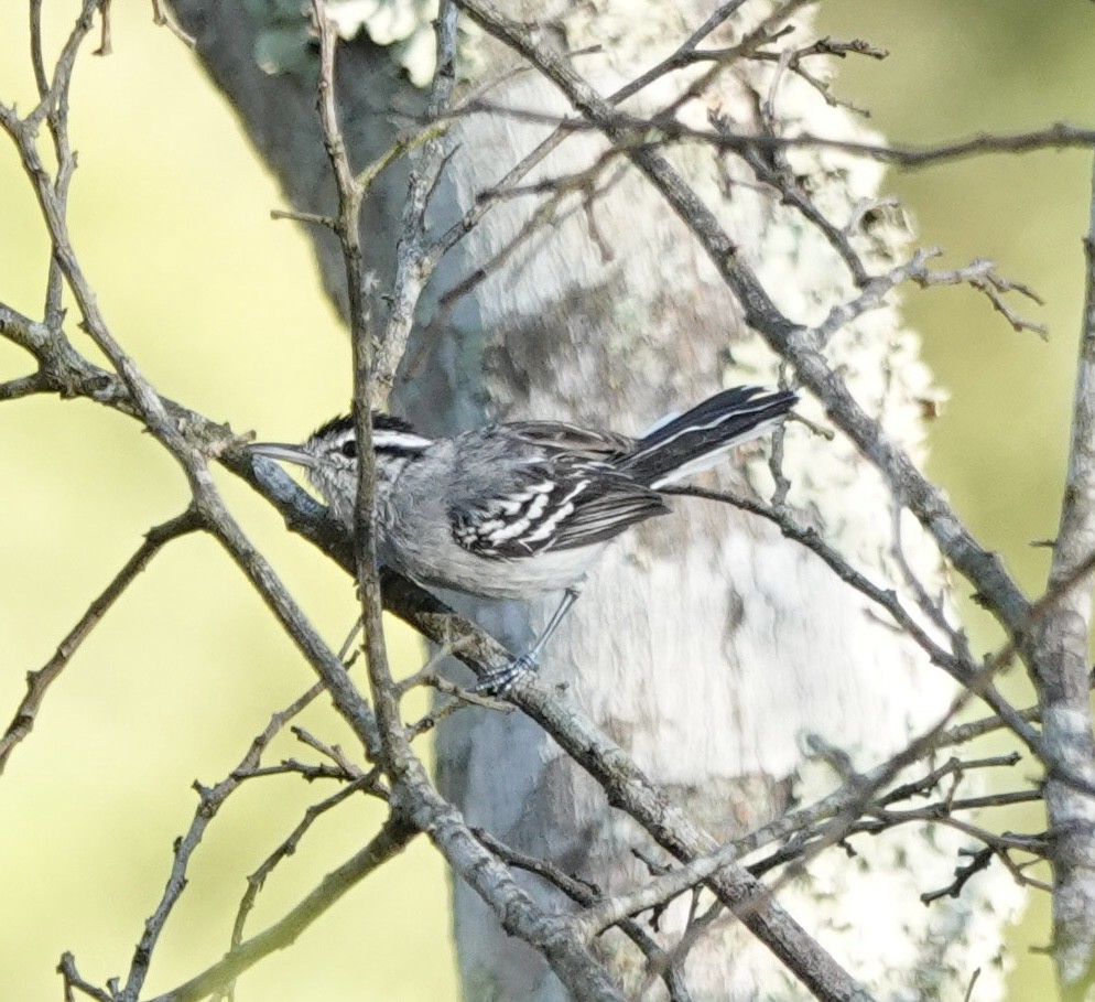 Black-capped Antwren - ML642940018