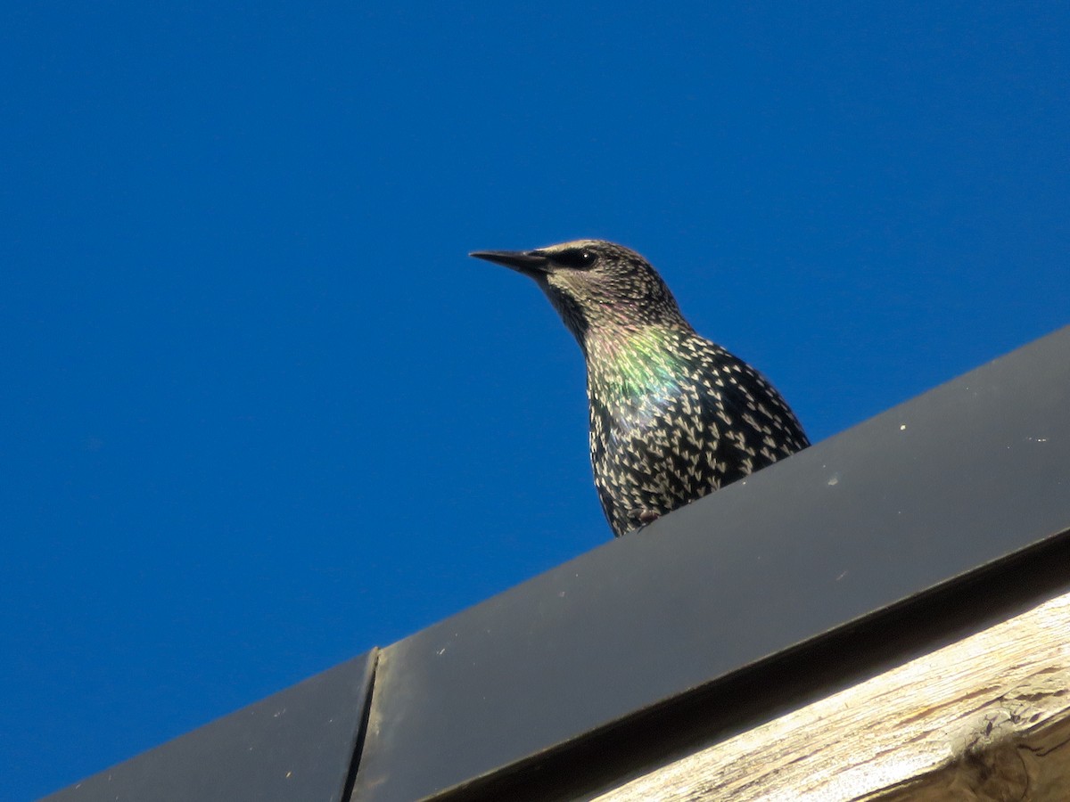 European Starling - ML642940022