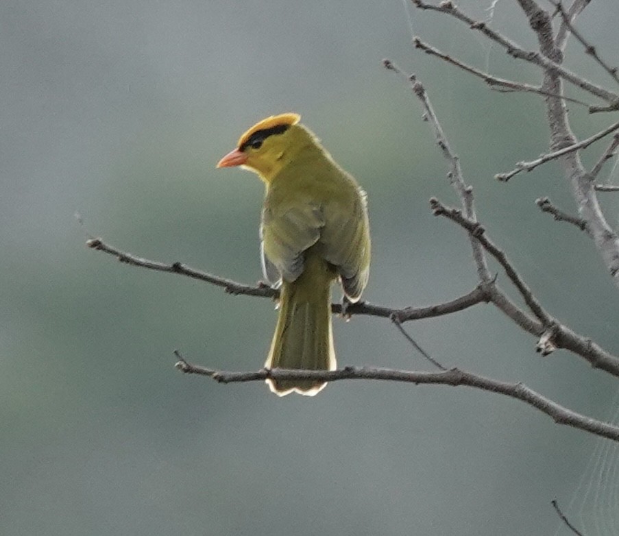 Inti Tanager - ML642940024