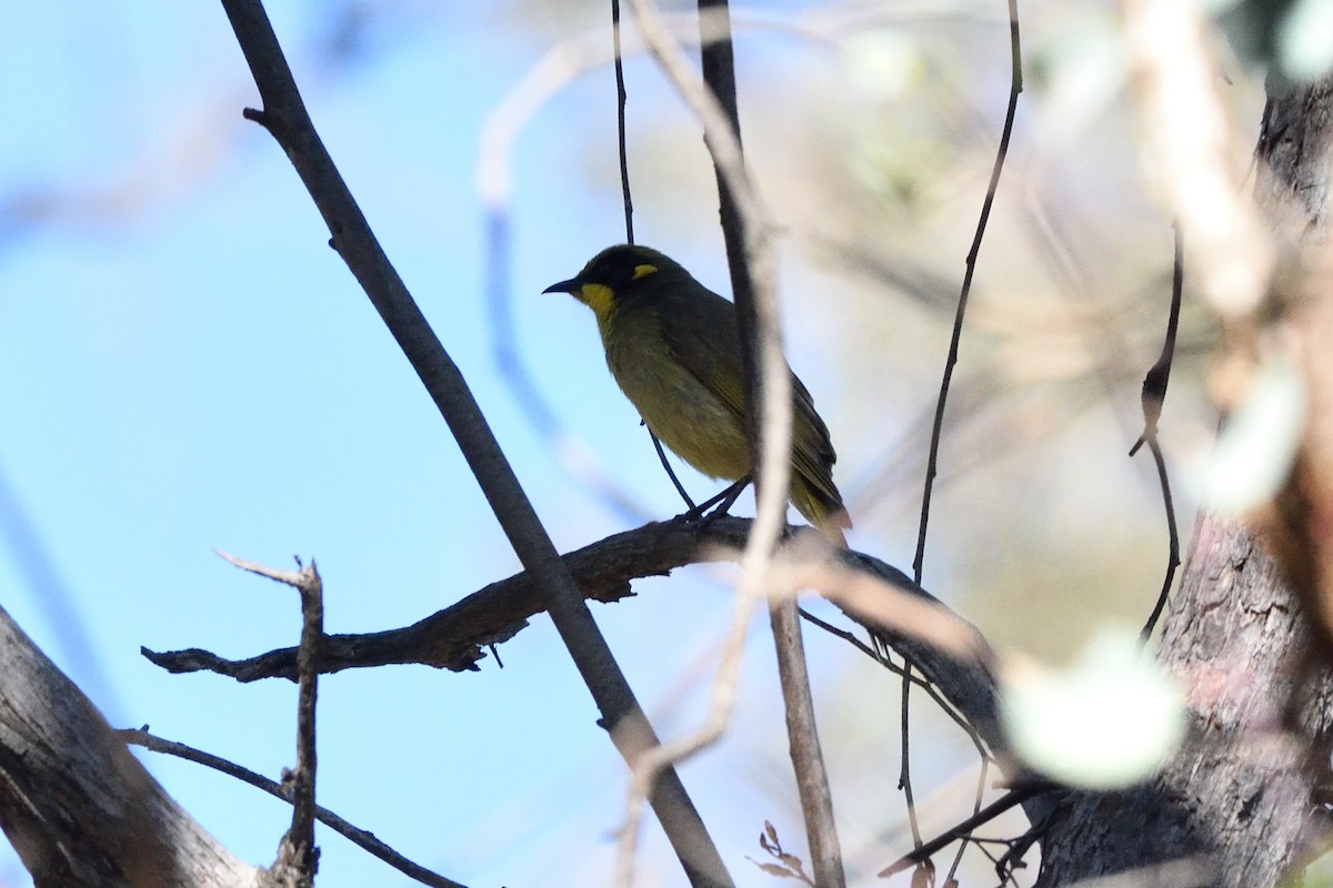 Yellow-tufted Honeyeater - ML642940027