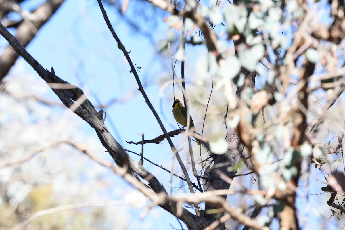 Yellow-tufted Honeyeater - ML642940028