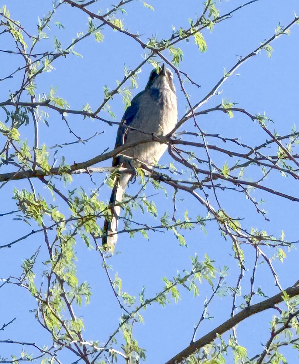 Woodhouse's Scrub-Jay (Woodhouse's) - ML642940035