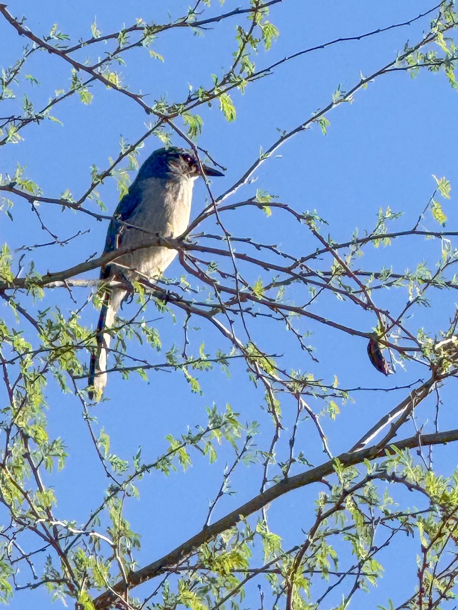 Woodhouse's Scrub-Jay (Woodhouse's) - ML642940036