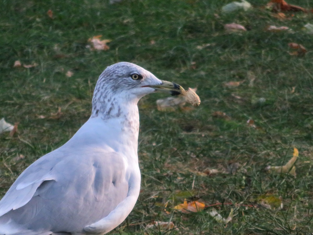 Ring-billed Gull - ML642940068