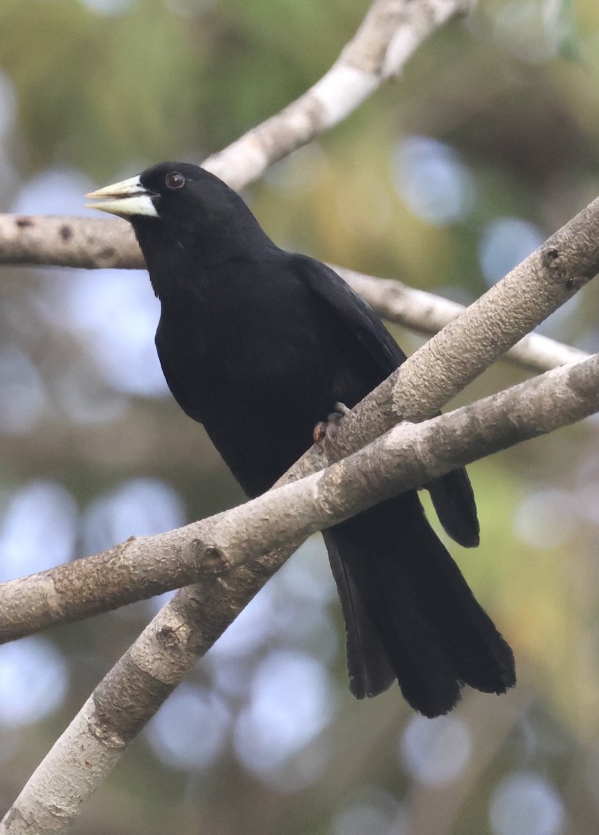 Solitary Black Cacique - ML642940080