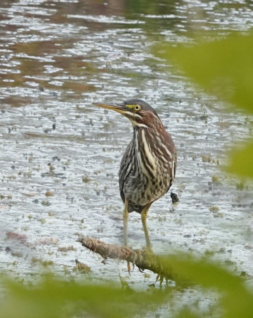 Green Heron - ML642940084