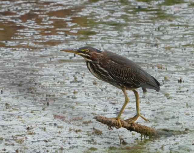 Green Heron - ML642940085