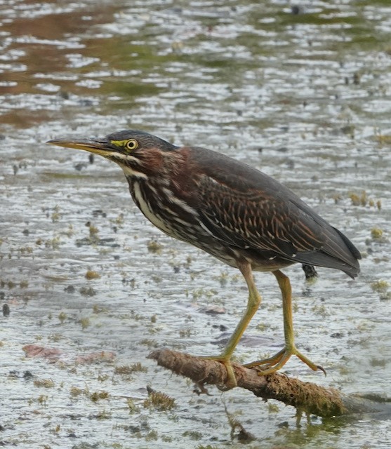 Green Heron - ML642940086