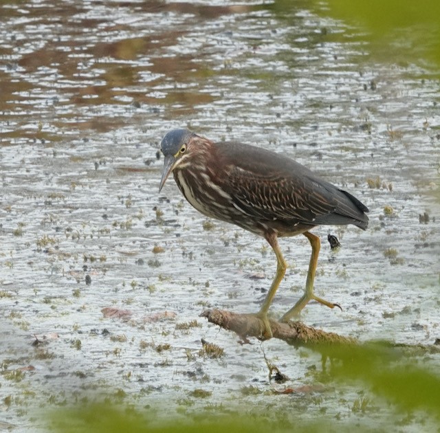Green Heron - ML642940087
