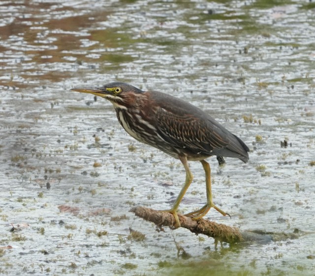 Green Heron - ML642940088